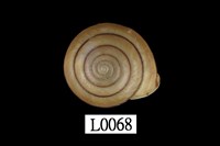 藏品(小菱蝸牛)的圖片